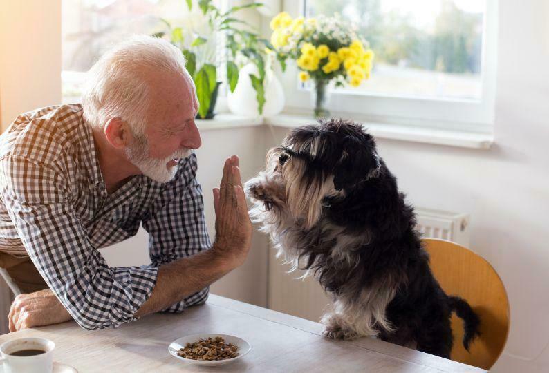High five with dog